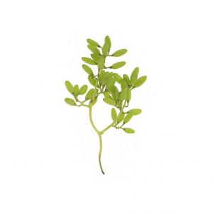 خرید اینترنتی غوره