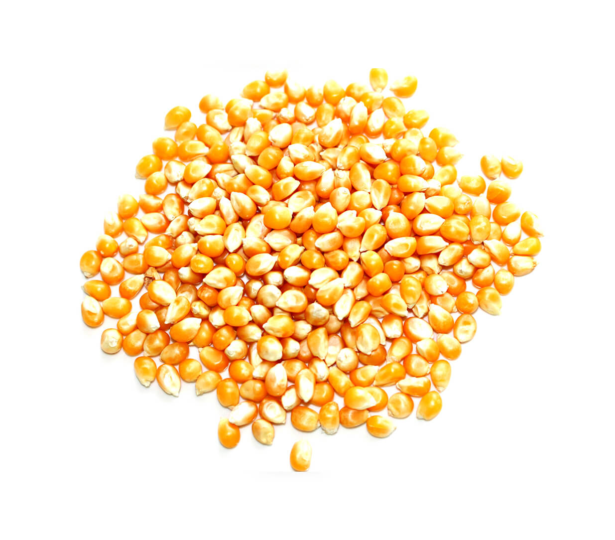خرید اینترنتی ذرت خشک خرید اینترنتی ذرت خشک